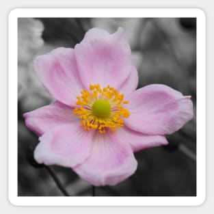 Japanese Anemone Sticker